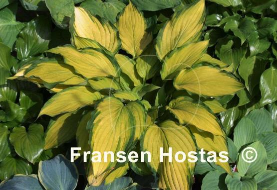 Hosta Lady Guinevere - Fransen Hostas